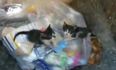 Encuentran en Torrejón tres gatitos tirados en la basura