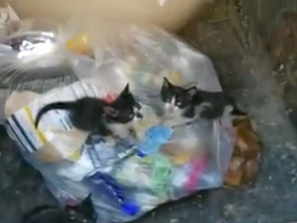 Encuentran en Torrejón tres gatitos tirados en la basura