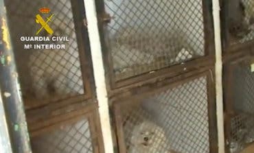 Desmantelado en Paracuellos un criadero ilegal con casi 200 perros maltratados 