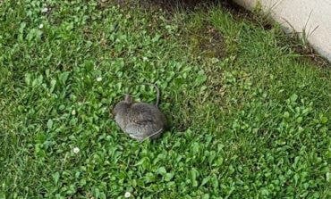 Alertan de una invasión de ratas en urbanizaciones de Villalbilla