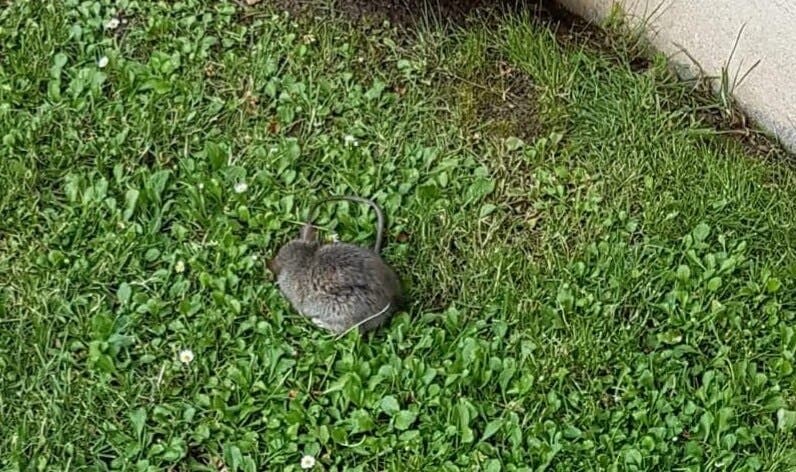 Alertan de una invasión de ratas en urbanizaciones de Villalbilla