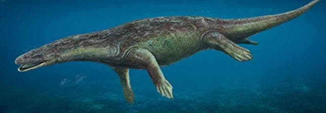 Descubren un reptil marino que vivió en Guadalajara hace 230 millones años