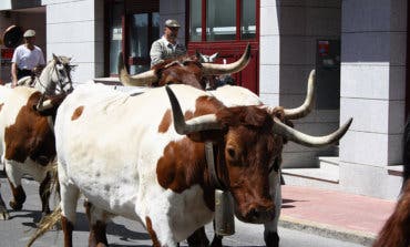 Arganda celebra en sus fiestas una transhumancia de bueyes 