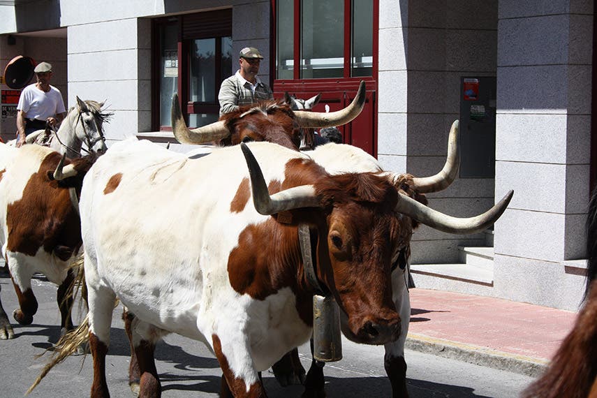 Arganda celebra en sus fiestas una transhumancia de bueyes 