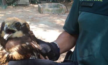 El Seprona recupera un aguilucho lagunero en un camino aledaño a la A-2