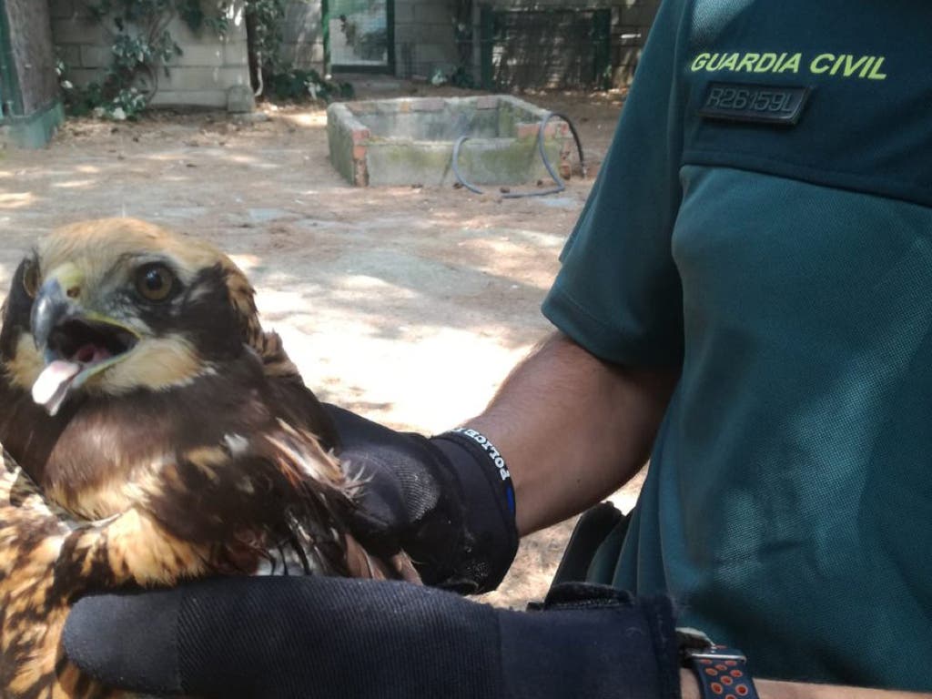 El Seprona recupera un aguilucho lagunero en un camino aledaño a la A-2