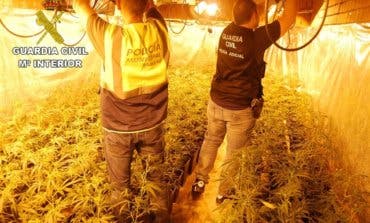 Desmanteladas cinco plantaciones de marihuana en El Casar 