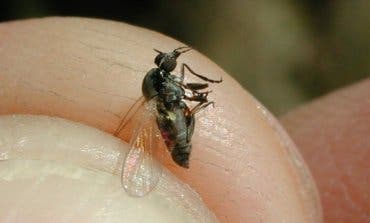 Madrid asegura que no existe una plaga de mosca negra