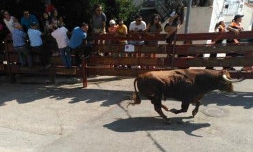 Abatido a tiros un novillo tras escapar de un encierro en Galapagar