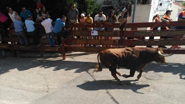 Abatido a tiros un novillo tras escapar de un encierro en Galapagar