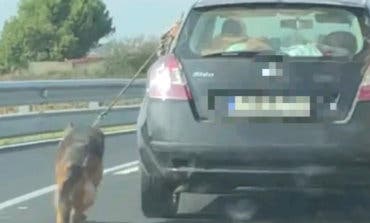 Detenido por circular con su perro atado al coche por una carretera de Meco