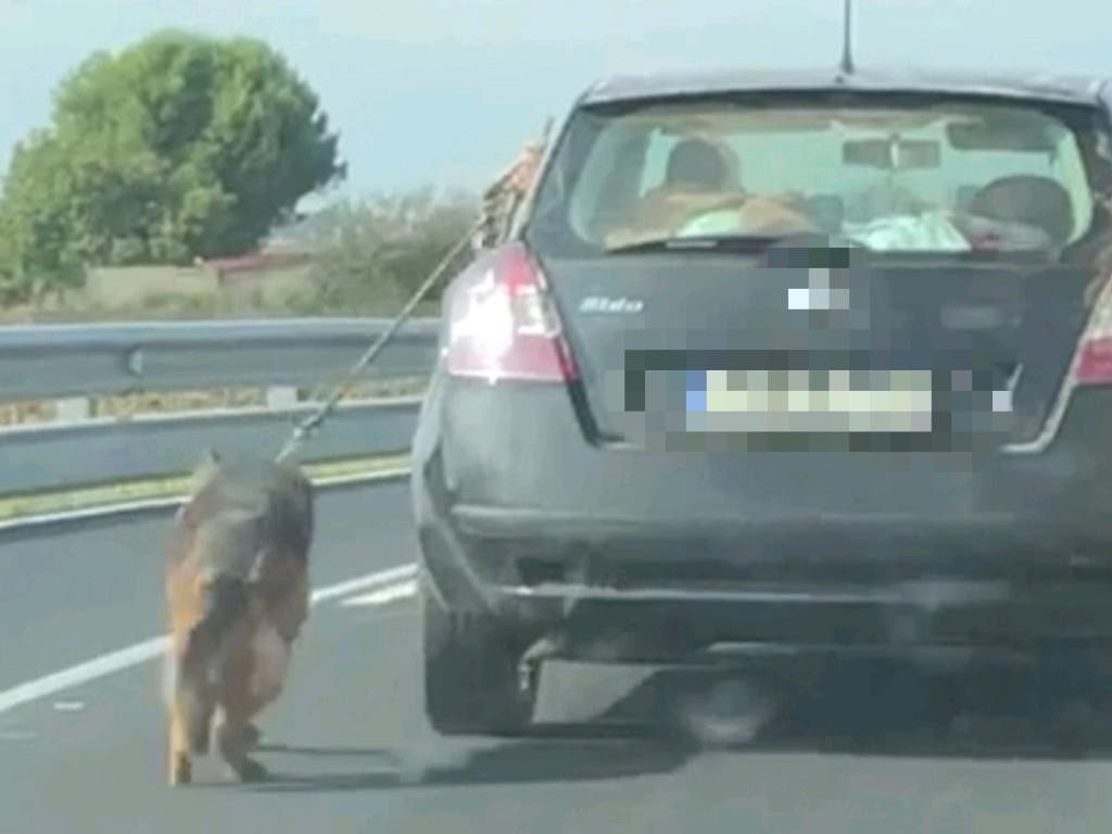 Detenido por circular con su perro atado al coche por una carretera de Meco