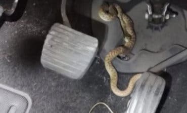 Se bajó del coche en marcha: El susto de una conductora al encontrar esto en los pedales