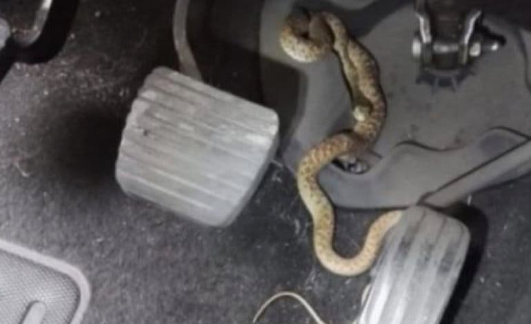 Se bajó del coche en marcha: El susto de una conductora al encontrar esto en los pedales