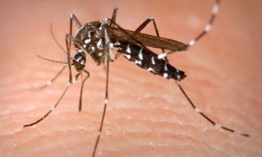 La mosca negra y el mosquito tigre acechan a los municipios del Sureste