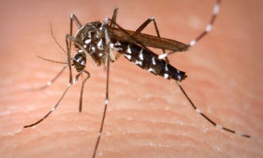 Detectada la presencia del mosquito tigre en Velilla de San Antonio 