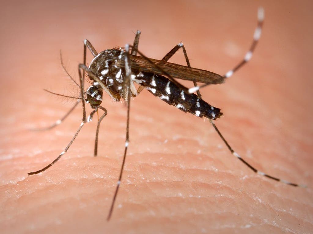 Detectada la presencia del mosquito tigre en Velilla de San Antonio 