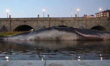 Resuelto el misterio del cachalote aparecido en el río Manzanares