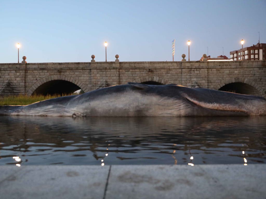 Resuelto el misterio del cachalote aparecido en el río Manzanares