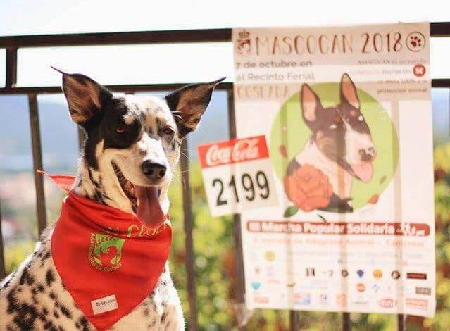 Cita perruna y solidaria el próximo finde en Coslada
