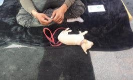 Liberados dos perros en Madrid que eran drogados para mendigar 