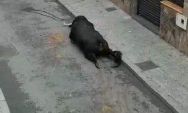 Un toro se rompe las patas en los encierros de Mejorada del Campo