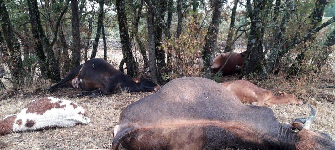 Un rayo mata a nueve reses en la Comunidad de Madrid 