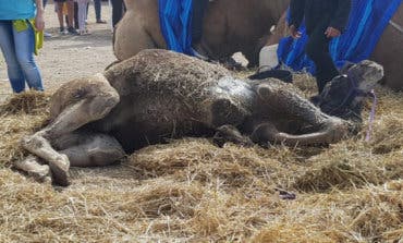 Un camello cae desplomado en el Mercado Cervantino de Alcalá de Henares