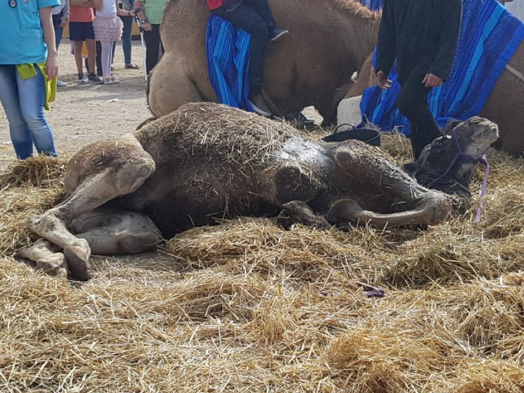 Muere el camello desplomado en el Mercado Cervantino de Alcalá de Henares