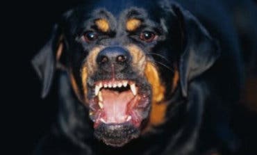 Unos delincuentes azuzan contra la Policía a dos perros rottweiler