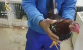 Desmantelan en la Cañada Real un criadero ilegal con 177 gallos de pelea