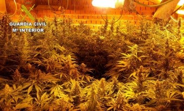 Un detenido y 1.243 plantas de marihuana incautadas en Guadalajara