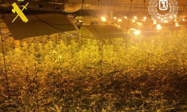 La última operación antidroga en la Cañada Real: dos detenidos y 2.400 plantas de marihuana incautadas