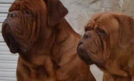 Dogos de Burdeos, los perros que han matado a dos mujeres en Madrid 