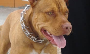 Un pitbull sin bozal muerde a un hombre en Canillejas 