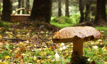 Los amantes de las setas tienen una cita este fin de semana en Torrejón