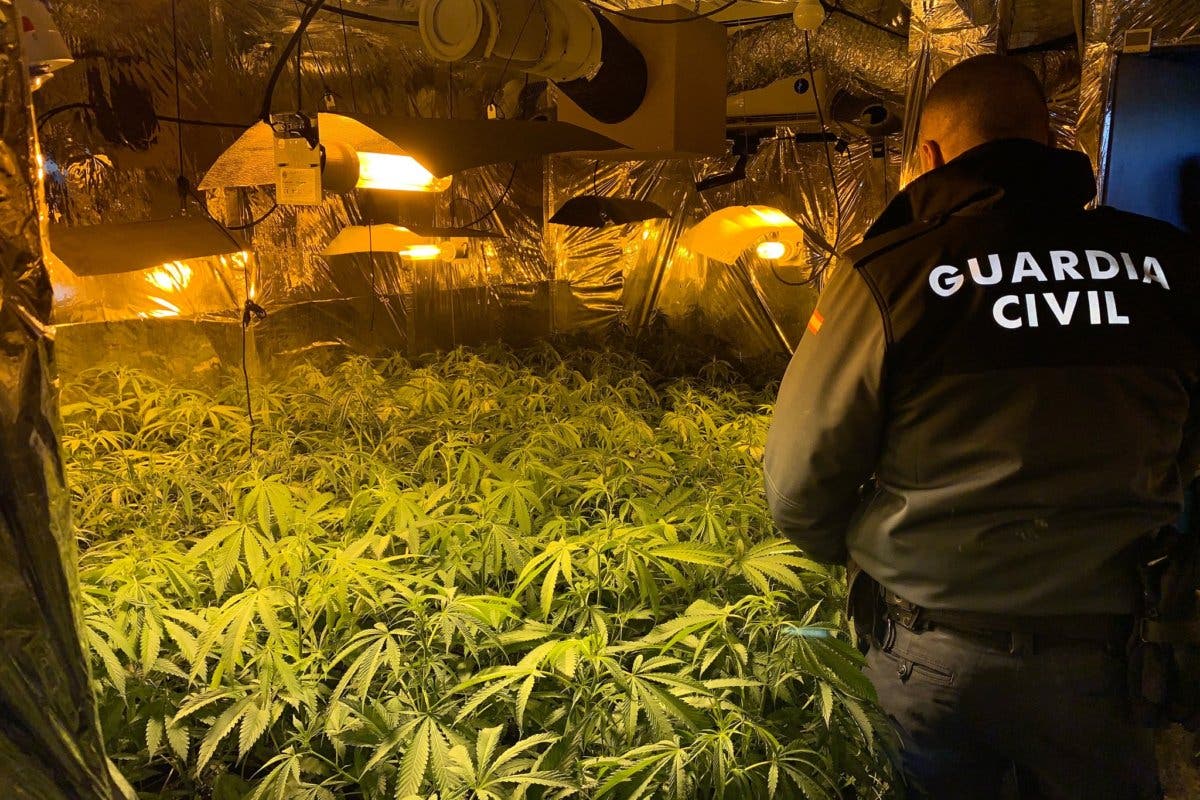 Tres detenidos y 844 plantas de marihuana incautadas en Guadalajara