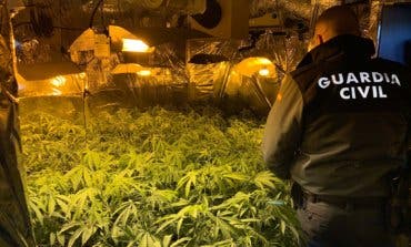 Tres detenidos y 844 plantas de marihuana incautadas en Guadalajara