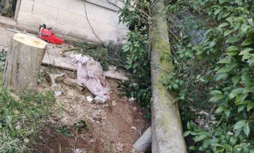 Herido grave al caerle encima el árbol que talaba en Nuevo Baztán