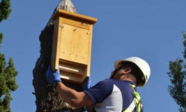 Azuqueca se suma al uso de murciélagos contra los mosquitos 