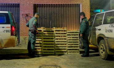 La Guardia Civil incauta más de una tonelada de níscalos en Guadalajara