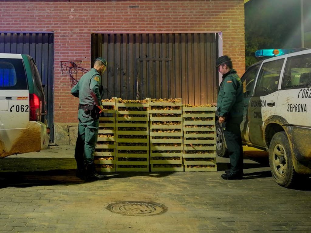 La Guardia Civil incauta más de una tonelada de níscalos en Guadalajara