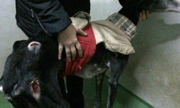 Juzgan a los responsables de la perrera de Alcalá de Henares por maltrato