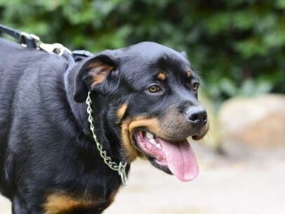 Detenido el dueño de tres rottweilers que atacaron a un anciano en Madrid