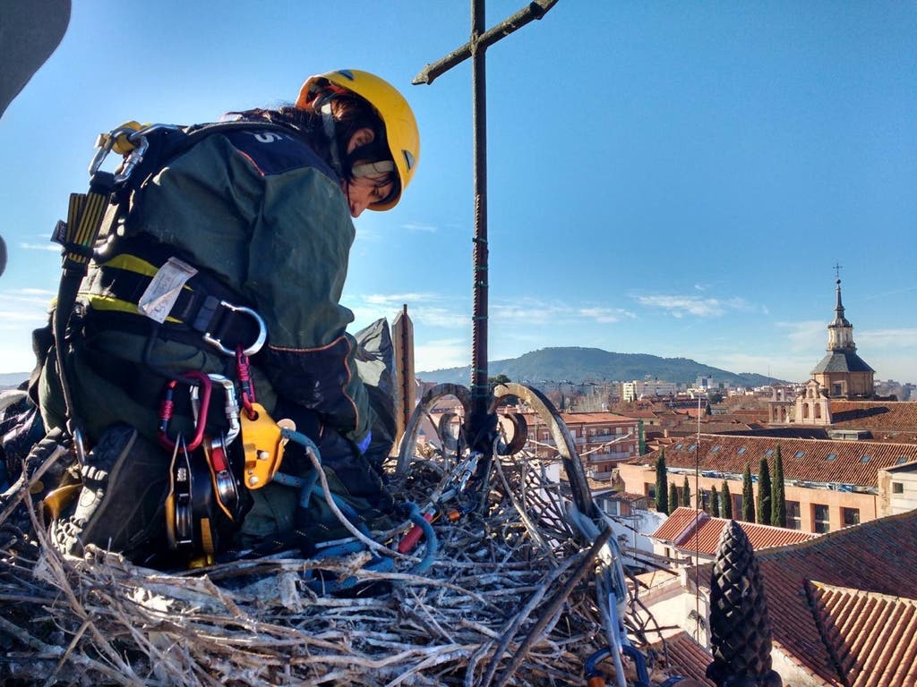 Preparan el nido de las cigüeñas youtubers de Alcalá de Henares 