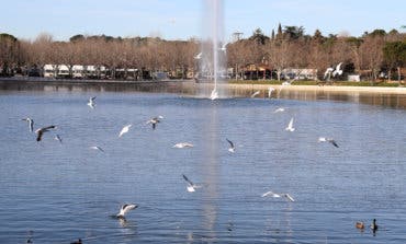 Reabre al público el lago de la Casa de Campo tras 12 meses de obras 