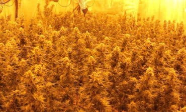 Detenidos dos vecinos de Alcalá y Torrejón por cultivar marihuana en Algete 