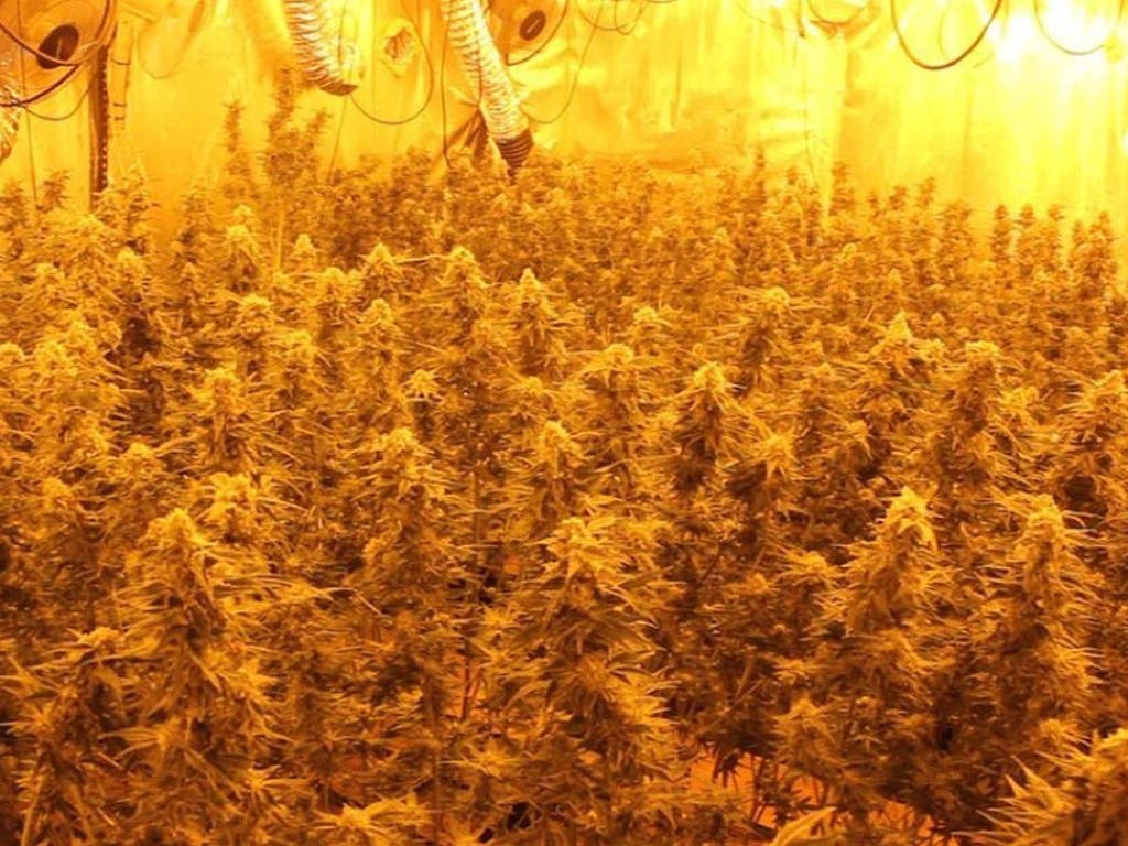 Detenidos dos vecinos de Alcalá y Torrejón por cultivar marihuana en Algete 