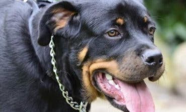 Torrejón de Ardoz aprueba nuevas tasas por tener perros potencialmente peligrosos