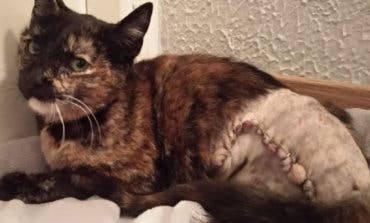 Disparan a un gato en plena calle en San Sebastián de los Reyes